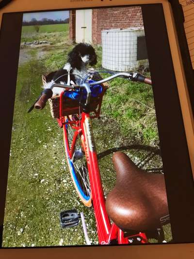 Alles rund um den Pudel-Beitrag-Bild