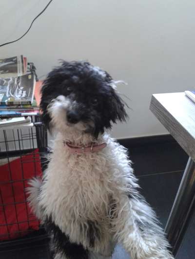 Zeigt mir die tollste Nahaufnahme von eurer Fellnase-Beitrag-Bild