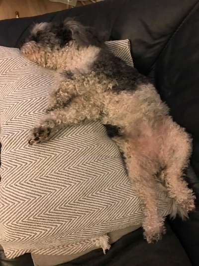 Hands,äh Pfoten up in the Air-Beitrag-Bild