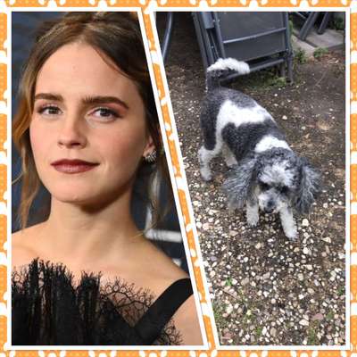 Wie heißt dein Hund?-Beitrag-Bild