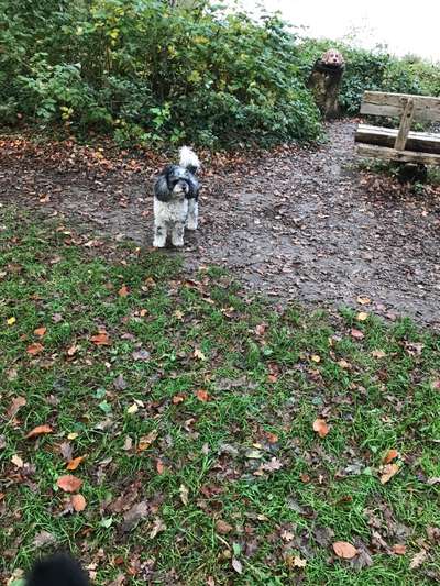 Die wunderschöne Welt mit Hund.-Beitrag-Bild