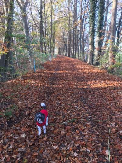 Wie heißt dein Hund?-Beitrag-Bild