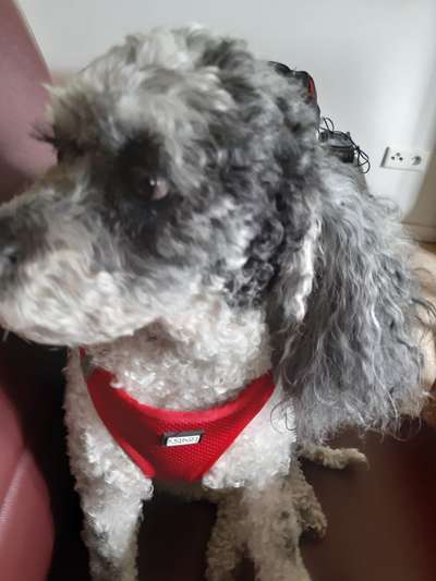 Zeigt mir die tollste Nahaufnahme von eurer Fellnase-Beitrag-Bild