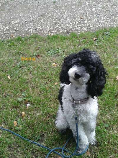 Dogorama Photo Challenge - Der Frühling kommt-Beitrag-Bild