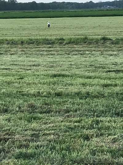 Die wunderschöne Welt mit Hund.-Beitrag-Bild