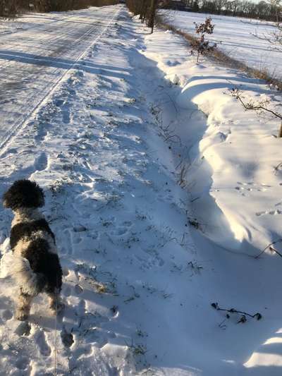 Schneehund-Beitrag-Bild