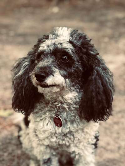 Fotochallenge Nr 73 ~ Schokoseite - Zeig deinen Hund von seiner besten Seite-Beitrag-Bild