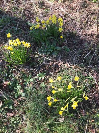 Die wunderschöne Welt mit Hund.-Beitrag-Bild