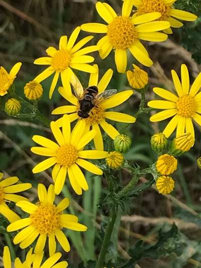 Die wunderschöne Welt mit Hund.-Beitrag-Bild