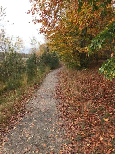 Die wunderschöne Welt mit Hund.-Beitrag-Bild