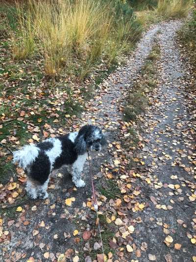 Postet das beste Foto von euren 4 beinern-Beitrag-Bild