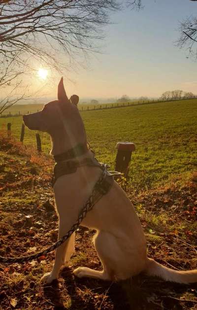 Foto's und Hundemodels-Beitrag-Bild