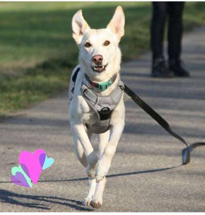 Foto's und Hundemodels-Beitrag-Bild