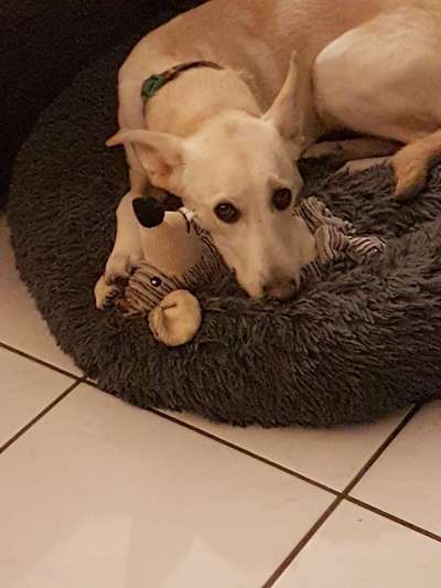 Foto's und Hundemodels-Beitrag-Bild