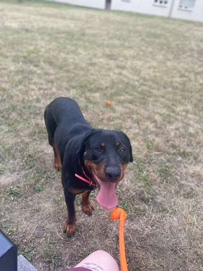 Mischlinge raten - Rätselspaß-Beitrag-Bild