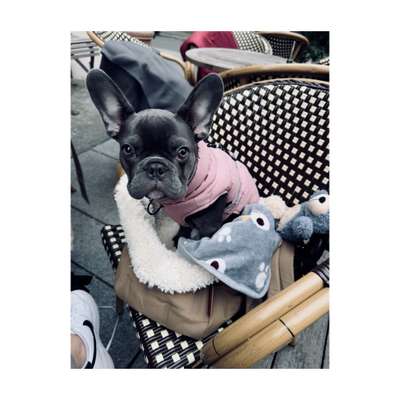 Hundetreffen-Welpentreff in Halle (Saale)-Bild