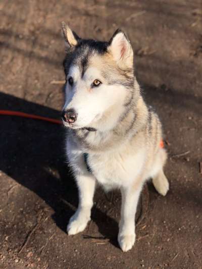 Nordische Hunde-Beitrag-Bild