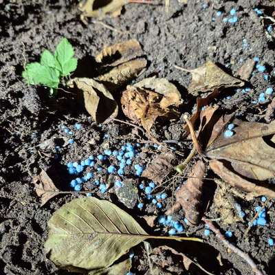 Giftköder-Rattengift/Schneckenkorn?-Bild