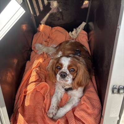 Hundetreffen-cavalier king charles spaniel-Bild