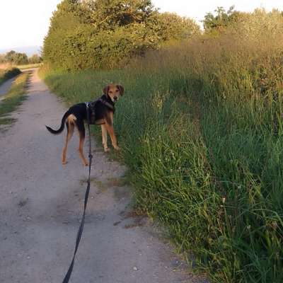 Hundetreffen-Regelmäßige Spiel- und Gassirunde im Kehler Rheinwald und Umgebung-Bild