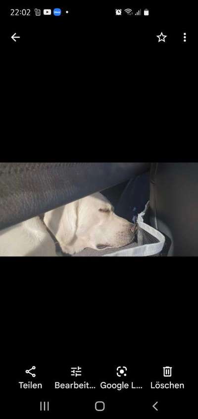 FOTOCHALLENGE 70 - Dein Hund im Auto-Beitrag-Bild