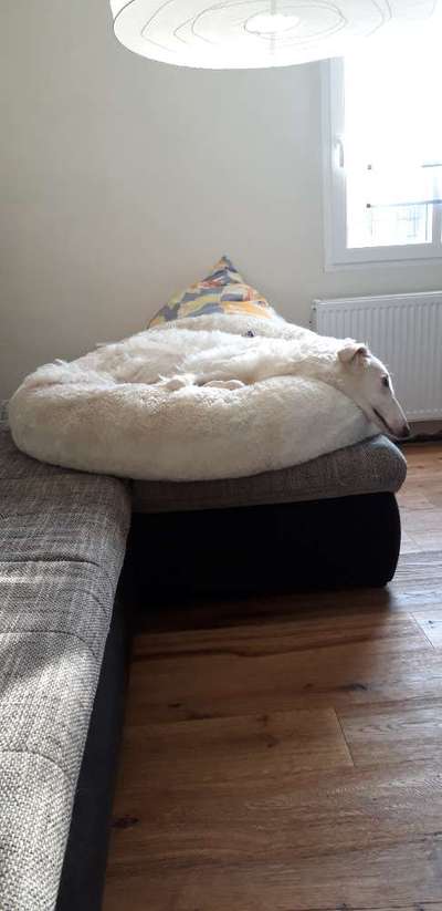 Windhunde - Treffen der besonderen Schönheiten
HERZLICH WILLKOMMEN-Beitrag-Bild