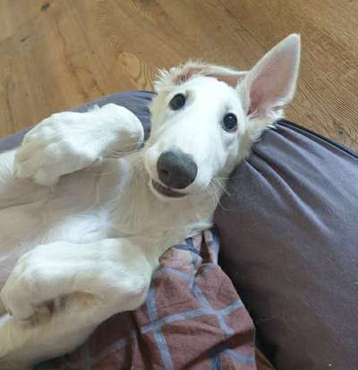 CHALLENGE NR. 19 - Der Hundeblick-Beitrag-Bild