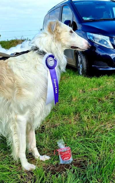 Windhunde - Treffen der besonderen Schönheiten
HERZLICH WILLKOMMEN-Beitrag-Bild