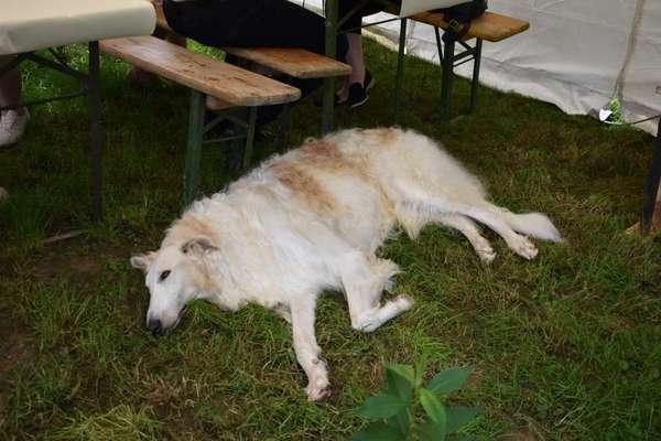 Windhunde - Treffen der besonderen Schönheiten
HERZLICH WILLKOMMEN-Beitrag-Bild