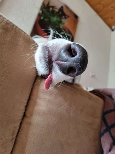 Fotochallenge Nr. 59 - Mein Hund zeigt die Zunge-Beitrag-Bild