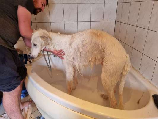 Windhunde - Treffen der besonderen Schönheiten
HERZLICH WILLKOMMEN-Beitrag-Bild