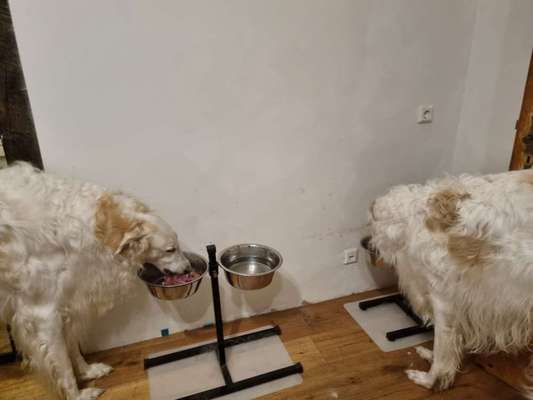 Windhunde - Treffen der besonderen Schönheiten
HERZLICH WILLKOMMEN-Beitrag-Bild