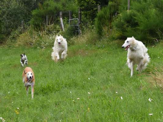 Windhunde - Treffen der besonderen Schönheiten
HERZLICH WILLKOMMEN-Beitrag-Bild