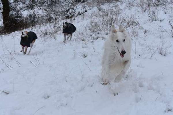 Dogorama Photo Challenge - Winterstimmung-Beitrag-Bild