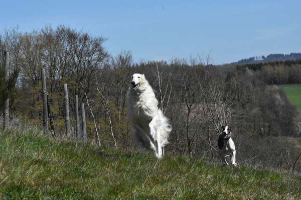 Windhunde - Treffen der besonderen Schönheiten
HERZLICH WILLKOMMEN-Beitrag-Bild