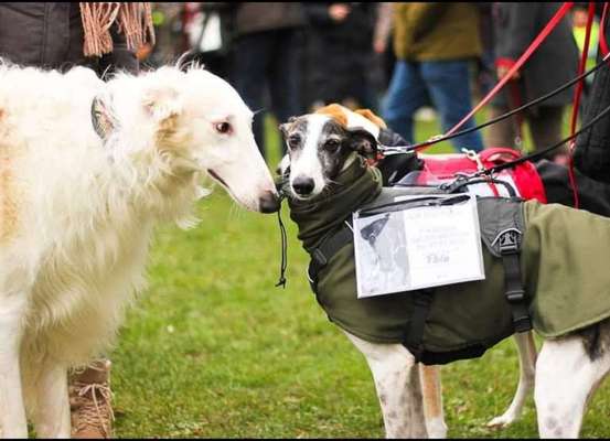 Windhunde - Treffen der besonderen Schönheiten
HERZLICH WILLKOMMEN-Beitrag-Bild