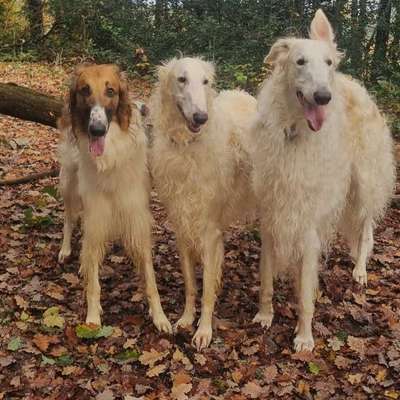 Windhunde - Treffen der besonderen Schönheiten
HERZLICH WILLKOMMEN-Beitrag-Bild