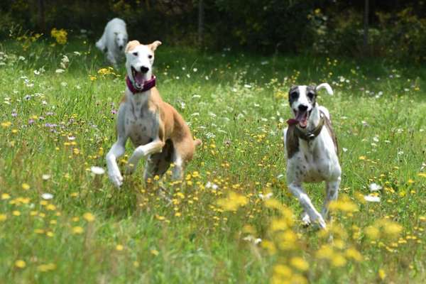 Windhunde - Treffen der besonderen Schönheiten
HERZLICH WILLKOMMEN-Beitrag-Bild