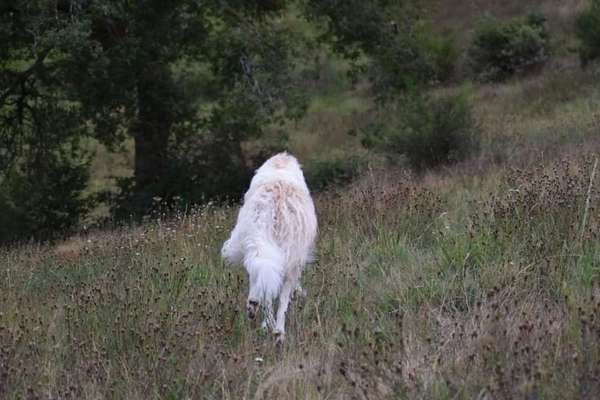 Die Dogorama Kalender Challenge Teil 1/4-Beitrag-Bild