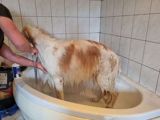 Windhunde - Treffen der besonderen Schönheiten
HERZLICH WILLKOMMEN-Beitrag-Bild