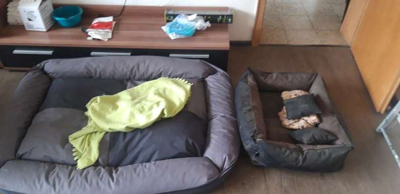 Hundebett gesucht-Beitrag-Bild