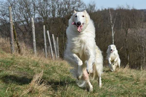 Windhunde - Treffen der besonderen Schönheiten
HERZLICH WILLKOMMEN-Beitrag-Bild