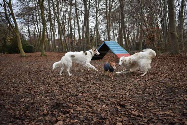 Windhunde - Treffen der besonderen Schönheiten
HERZLICH WILLKOMMEN-Beitrag-Bild