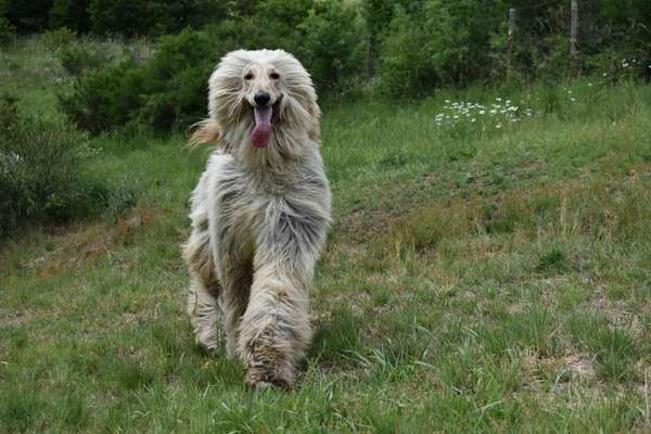 Fotochallenge - fremde Hunde-Beitrag-Bild