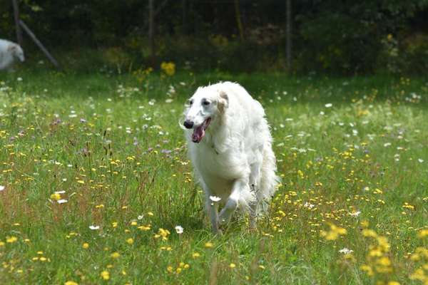 Fotochallange 63: "Dein blühendes Hündchen"-Beitrag-Bild
