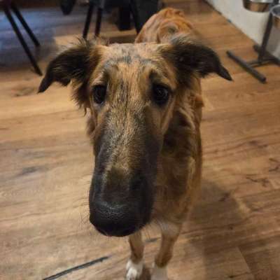 Windhunde - Treffen der besonderen Schönheiten
HERZLICH WILLKOMMEN-Beitrag-Bild