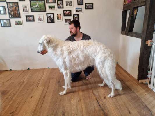 Windhunde - Treffen der besonderen Schönheiten
HERZLICH WILLKOMMEN-Beitrag-Bild