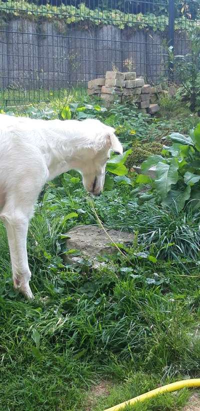 Windhunde - Treffen der besonderen Schönheiten
HERZLICH WILLKOMMEN-Beitrag-Bild
