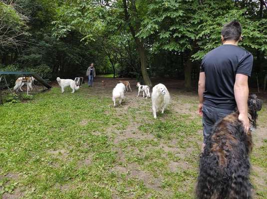 Windhunde - Treffen der besonderen Schönheiten
HERZLICH WILLKOMMEN-Beitrag-Bild