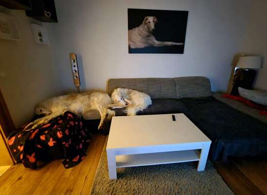 Windhunde - Treffen der besonderen Schönheiten
HERZLICH WILLKOMMEN-Beitrag-Bild